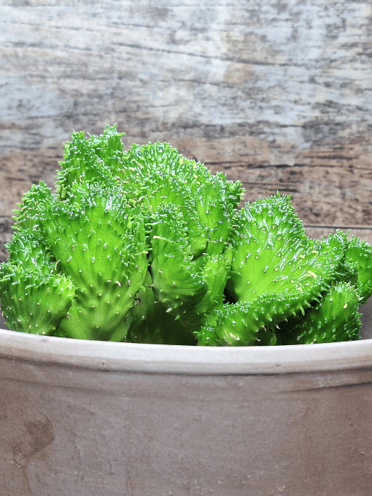 Crassula Ovata 'Jade' Succulent - Low Maintenance Indoor & Outdoor